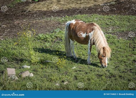 Brown And White Pony Grazing Stock Image Image Of York Grazing 94174463