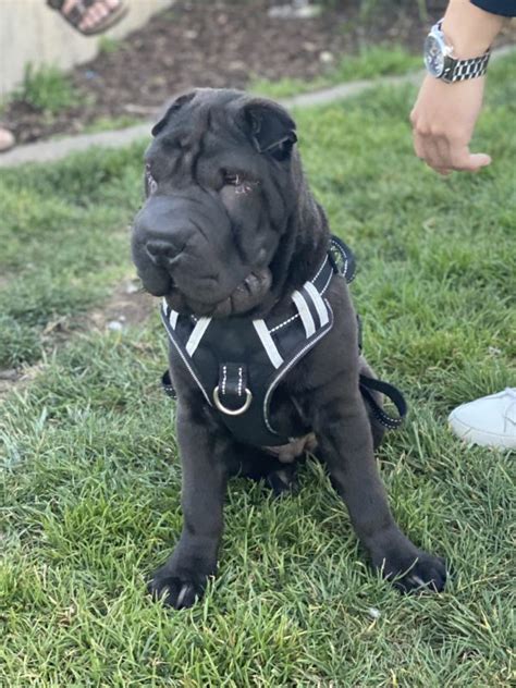 Dog Of The Day Tofu The Shar Pei Puppy The Dogs Of San Francisco