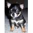 Chihuahua Puppies Pictures  Biological Science Picture Directory