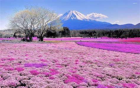 Free Download Pink Flower Field And Mount Fuji Wallpaper Nature