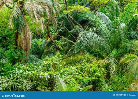 Lush Tropical Green Jungle Stock Photo Image Of Spring 63250706