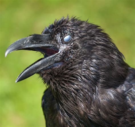 Raven Stock Photo Image Of Animal Raven Beak Detail 58440734
