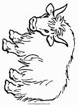 Yak Coloring Cliparts Animal Popular Animals Coloringhome sketch template