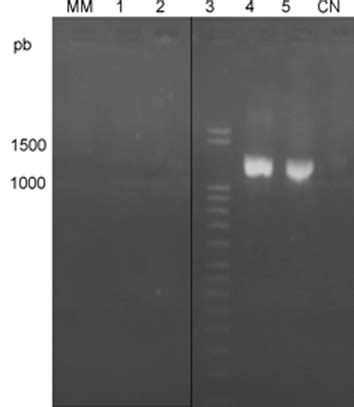 PCR RFLP Hsp para identificar y tipificar Leishmania de la región neotropical