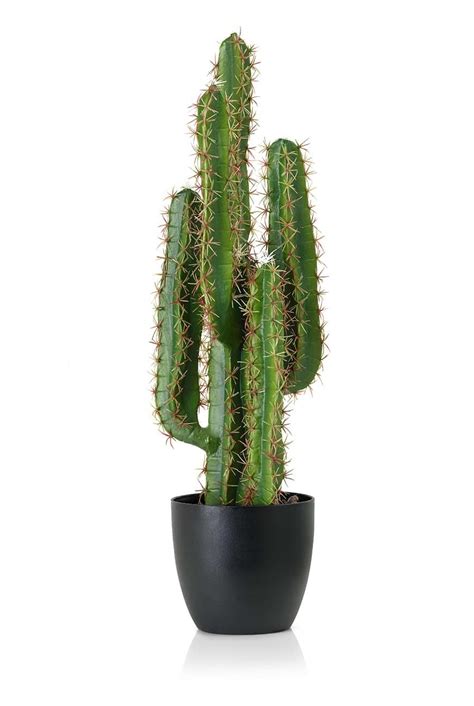 It is a columnar cactus that grows rapidly. Cactus Long Artificial - Artificial Plants | Plantshop.me