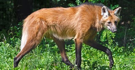 10 Incredible Maned Wolf Facts Az Animals