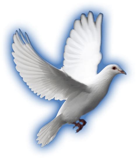 White Dove Png Hd Image Png All Png All