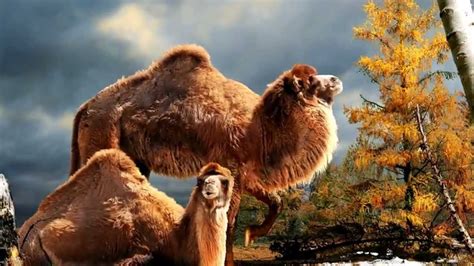 The Evolution of the Camel - YouTube