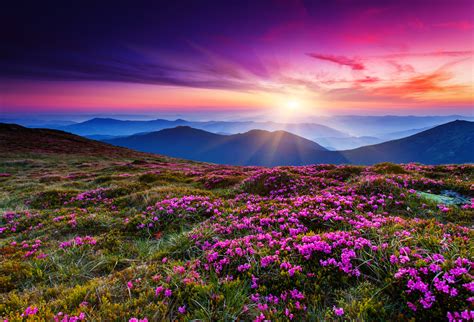Magic Pink Rhododendron Flowers On Summer Mountain
