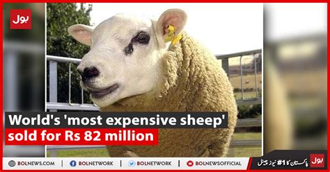 Worlds Most Expensive Sheep Sold For Rs 82 Million