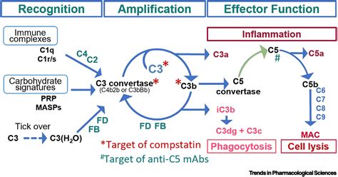Compstatins The Dawn Of Clinical C3 Targeted Complement Inhibition