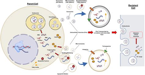 Frontiers Adipose Derived Extracellular Vesicles Systemic Messengers