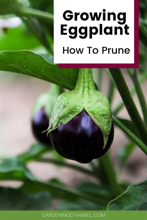 Prune Eggplants To Produce More Fruit Follow These Gardening Tips To Learn The Right Way To