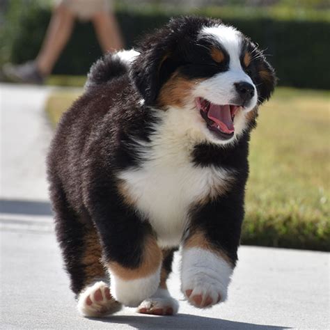 1 Bernese Mountain Dog Puppies For Sale By Uptown Puppies