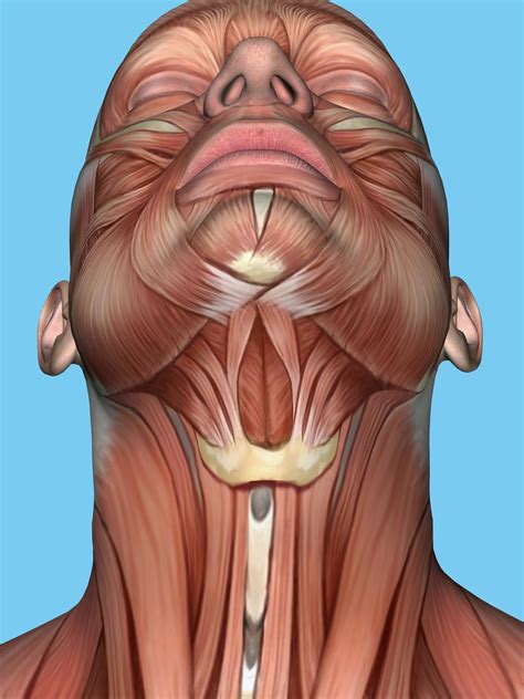 Neck Muscle Diagram Vintage Human Anatomy Muscles Face Head Neck
