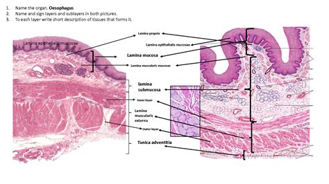 Solution Oesophagus Stomach Histology Atlas Studypool