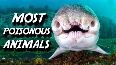 Top 163 Top 10 Most Dangerous Poisonous Animals In The World
