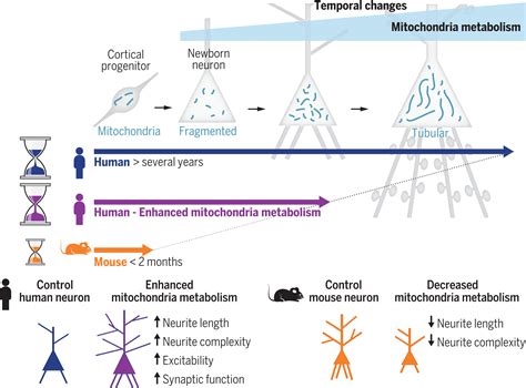 Mitochondria Metabolism Sets The Species Specific Tempo Of Neuronal