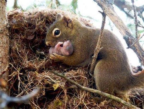 Baby Squirrels Are Born In The Spring Without Fur Theyre Blind And
