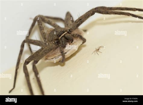 Brown Huntsman Spider Heteropoda Venatoria Adult Female Carrying Egg