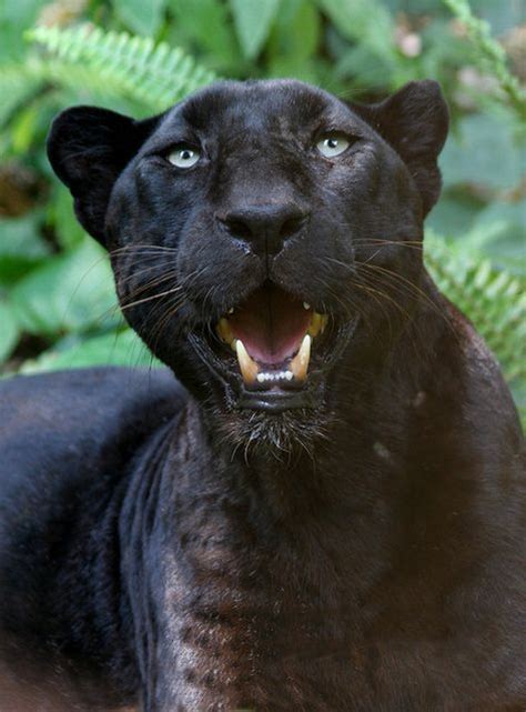 Check out our black cat rescue selection for the very best in unique or custom, handmade pieces from our shops. Mother Nature's Animals༺ ♠ ŦƶȠ ♠ ༻ | Big cat rescue, Big ...