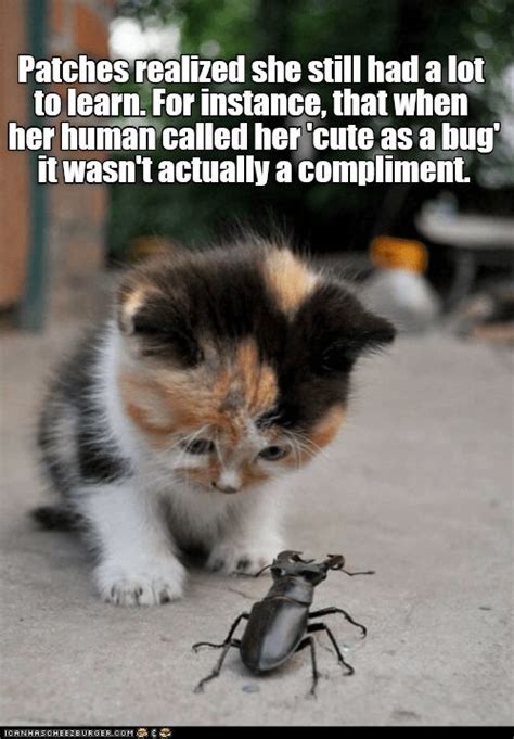 Cute As A Bug Funny Cat Memes Silly Cats Cute