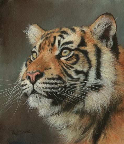 Young Sumatran Tiger Portrait Painting By David Stribbling