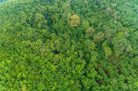 Aerial High Angle View Top Down Rainforest Trees Ecosystem And Healthy