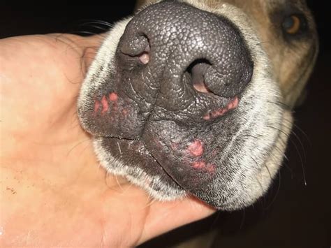 Help Pup Has A Sorescab On His Penis Anything To Help Until Vet