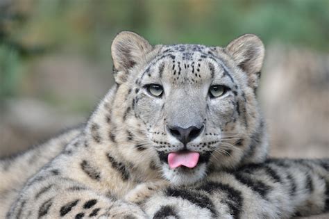 Snow Leopard Wild Cat Face Tongue Wallpaper 2048x1365