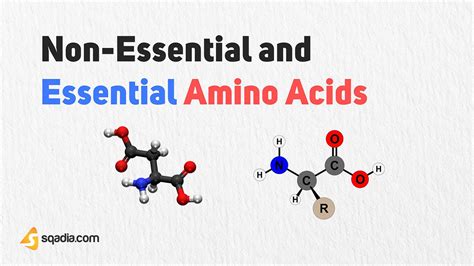 Non Essential And Essential Amino Acids