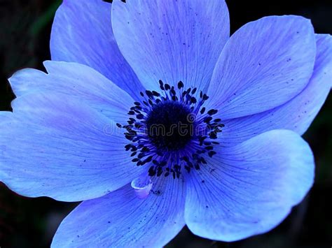 Blue Single Flower Macro Stock Photo Image Of Freshcut 576998