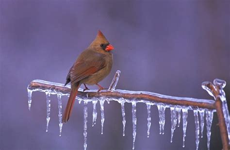 Northern Cardinal Description Habitat Image Diet And Interesting