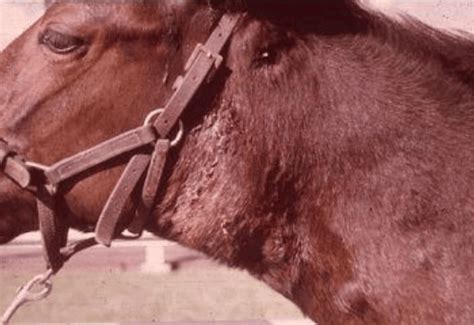 Strangles In Horses Canberra Equine Hospital Horse Vets