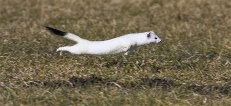 Short Tailed Weasel Mustela Erminea Photograph By Konrad Wothe