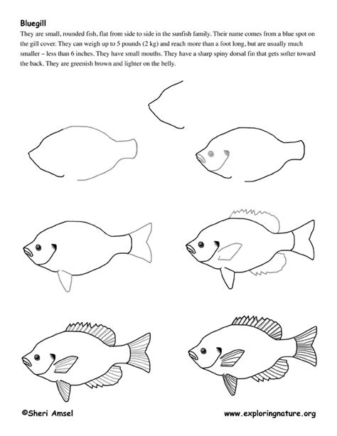 Https://tommynaija.com/draw/how To Draw A Bluegill Fish