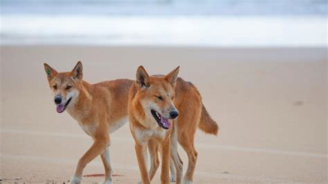 A Fraser Island Dingo Advocacy Group Has Raised Concerns After A
