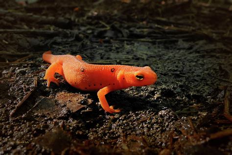 Eastern Newt Red Eft Photograph By Christina Rollo Pixels