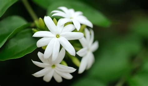 Jasmine Plant Facts How To Grow And Care