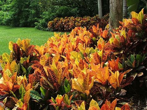 Croton Garden By Wayne Skeen Drought Tolerant Landscape Front Yard