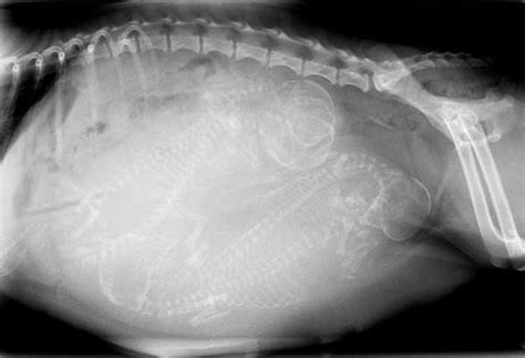 This page has a wide variety of radiographs on cats. Of All the Harsh Vet Procedures, One Always Makes Me Cringe