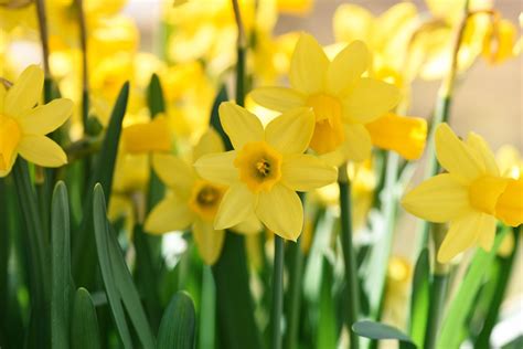 Daffodils Spring Flowers Free Photo On Pixabay Pixabay