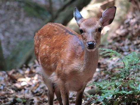 Declining Deer Population Likely Due To Natural Regulation Asia