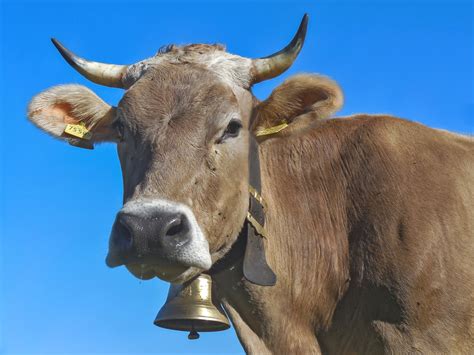 Fotos Gratis Fauna Silvestre Cuerno Pastar Carne De Vaca Toro Cuerna Buey Vaca Lechera