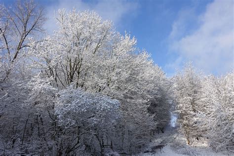 Free Sunny Winter Scenery Stock Photo