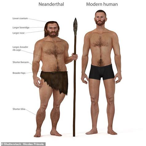 Neanderthals May Have Been Wiped Out By Ear Infections Neanderthal Prehistoric Man Human