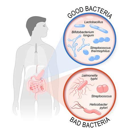 These indigestible fibers feed your good gut bacteria, making them essential to keeping your gut thriving. How to Improve Your Gut Flora with Probiotics