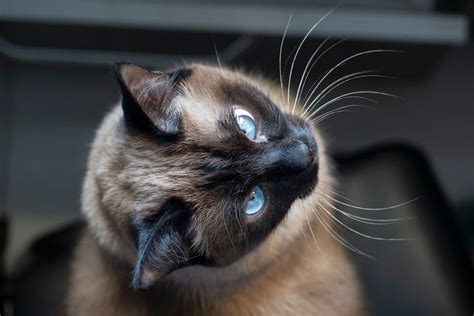 Applehead Siamese Cats Breed Facts Personality And More