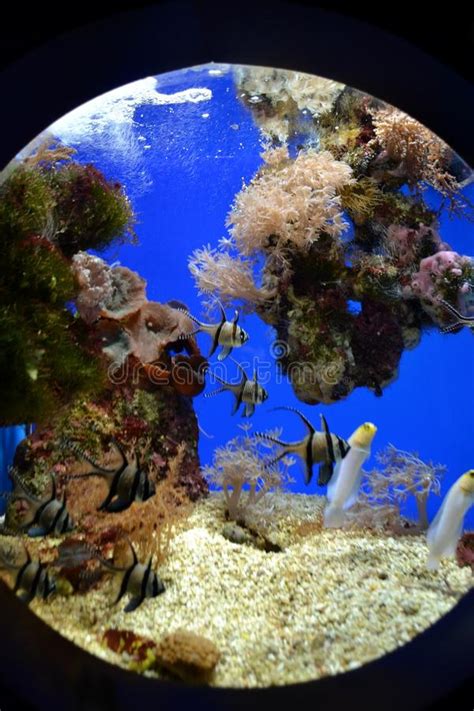 Fishes In Aquarium Stock Image Image Of Round Yellow 101649505