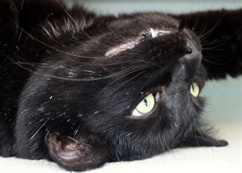 Black Cat Smiling Flickr Photo Sharing